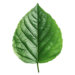 Leaf Loading